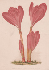 THE NOBLE MEADOW SAFFRON (COLCHICUM SPECIOSUM)